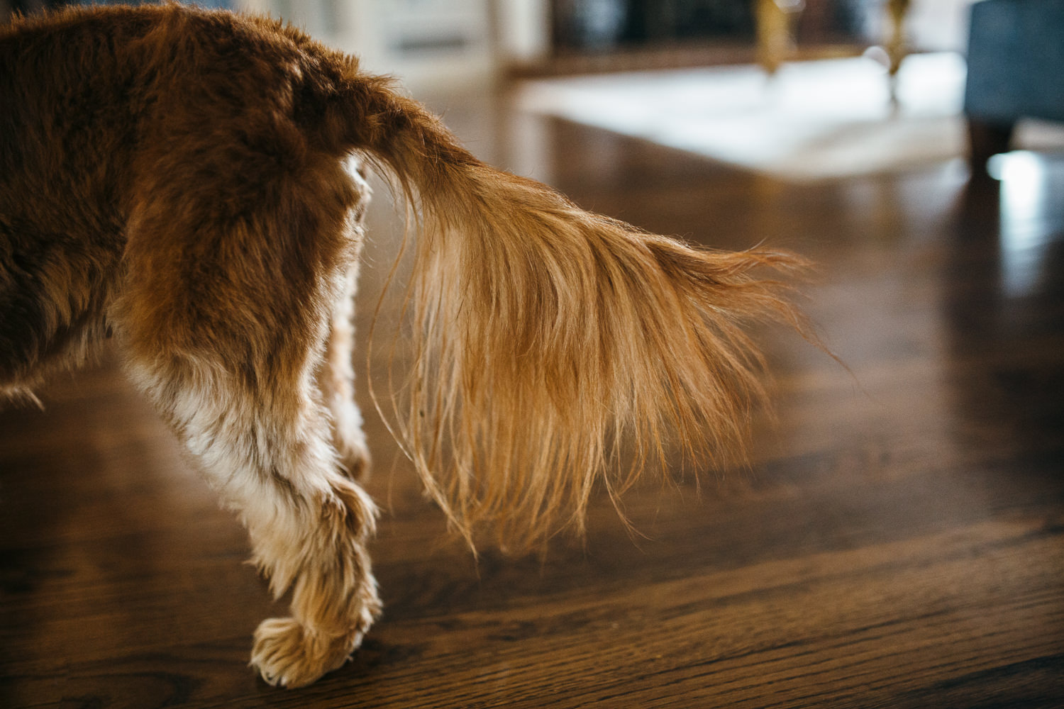 close up image of a dogs tail with fur hanging