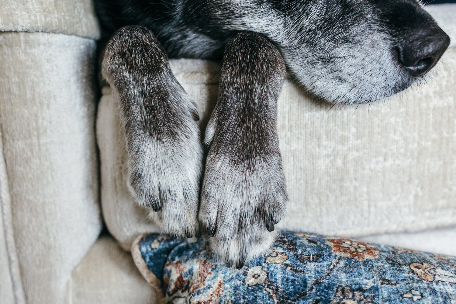 close up details of a dog's paws and nose